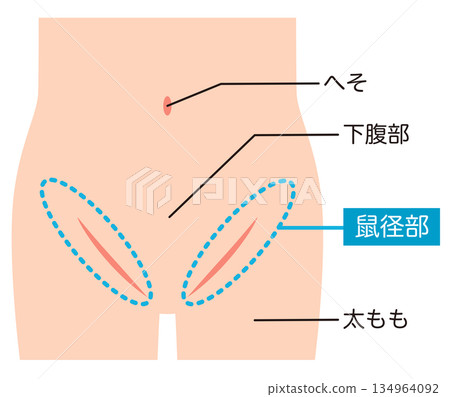 Abdomen, lower abdomen, groin 134964092