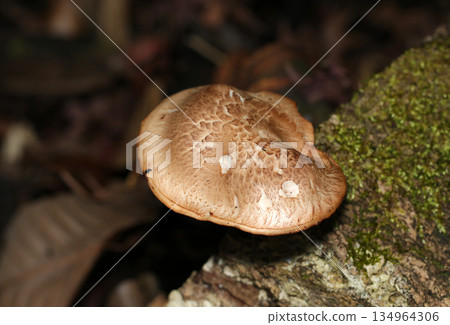 天然香菇與苔蘚一起生長，菌蓋很大（蘑菇微距攝影） 134964306