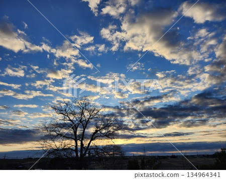 Madder clouds and zelkova trees in winter 134964341