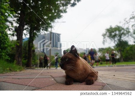 A cat staring at you A cat staring at you 134964562