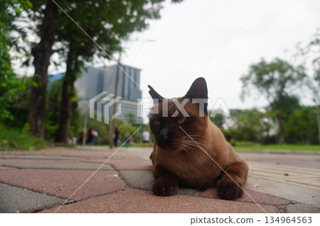 Sitting cat Sitting cat 134964563