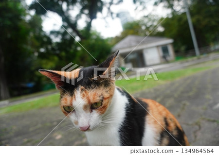 A cat staring at you A cat staring at you 134964564