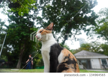 A cat looking up A cat looking up 134964565
