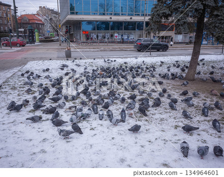 【波蘭】在克拉科夫，一大群鴿子聚集在路邊一個被雪覆蓋的廣場上。 134964601