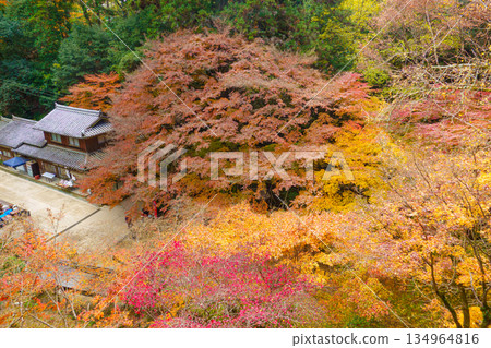 兵庫縣姬路市書寫山圓教寺的秋葉 兵庫縣姬路市書寫山圓教寺的秋葉 134964816