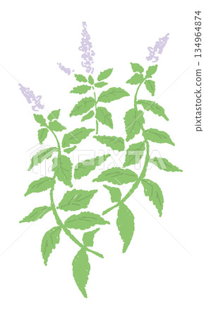 mint, vector, vectors 134964874