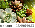 Cactus 134964983