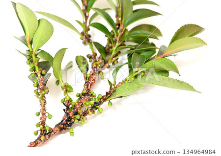 榊果特寫 榊果特寫 134964984