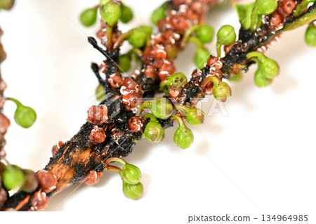 榊果特寫 榊果特寫 134964985