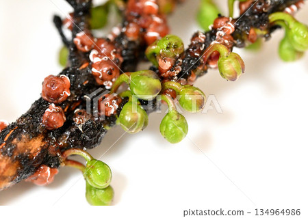 Close-up of sakaki fruit 134964986