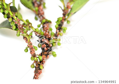 榊果特寫 榊果特寫 134964991