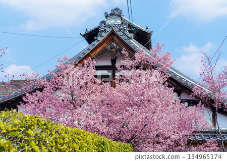 京都出町柳長德寺的岡龜櫻花 京都出町柳長德寺的岡龜櫻花 134965174