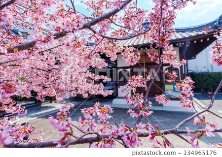 Okame cherry blossoms at Chotokuji Temple in Demachiyanagi, Kyoto 134965176