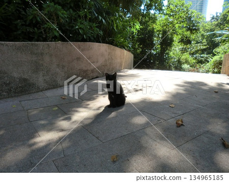 Kowloon Park Cat 134965185