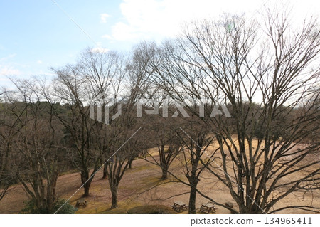  森林公園 134965411
