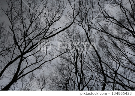 黑暗的森林 134965423