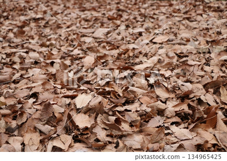 落葉 134965425