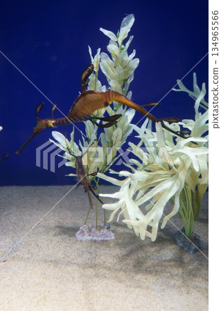 9593 Sea Dragon 134965566