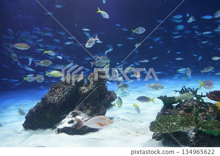 9597 Subtropical Sea 9597 Subtropical Sea 134965622