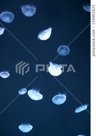 9600 Moon jellyfish 9600 Moon jellyfish 134965625