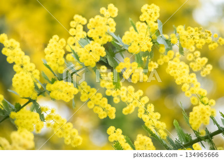 盛開的含羞草 134965666