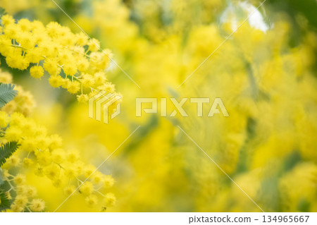 Mimosa in full bloom 134965667