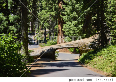 Tunnel Log Sequoia National Park Road and Giant Fallen Sequoia Tree in Sunlight Tunnel Log Sequoia National Park Road and Giant Fallen Sequoia Tree in Sunlight 134965731