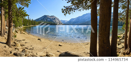 Panoramic Tenaya Lake Shoreline with Pine Trees and Sierra Nevada Mountains Yosemite 134965734