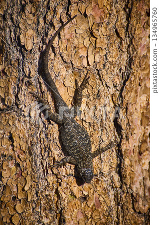 Lizard Camouflaged on Textured Tree Bark in Sunlight Close Up Nature Detail Lizard Camouflaged on Textured Tree Bark in Sunlight Close Up Nature Detail 134965760