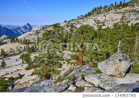 Yosemite Olmsted Point Granite Boulders Pine Trees and Half Dome Landscape 134965768