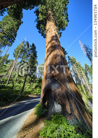 Giant Sequoia Tree Towering Beside Road in Lush Forest Sequoia National Park Giant Sequoia Tree Towering Beside Road in Lush Forest Sequoia National Park 134965784
