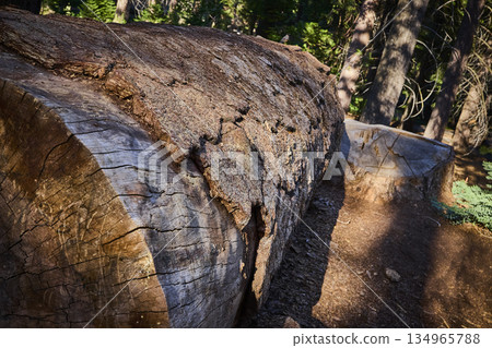 Fallen Sequoia Trunk Sunlit Forest Floor and Tree Stump in Sequoia National Forest Fallen Sequoia Trunk Sunlit Forest Floor and Tree Stump in Sequoia National Forest 134965788