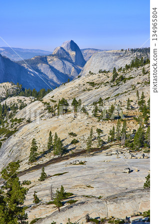 Half Dome Granite Slopes and Pine Trees at Olmsted Point Yosemite National Park Half Dome Granite Slopes and Pine Trees at Olmsted Point Yosemite National Park 134965804