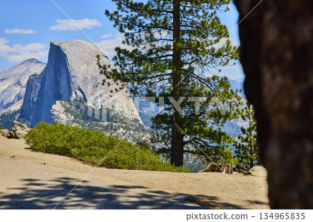 Half Dome and Pine Tree Framed by Glacier Point Landscape in Yosemite National Park Half Dome and Pine Tree Framed by Glacier Point Landscape in Yosemite National Park 134965835