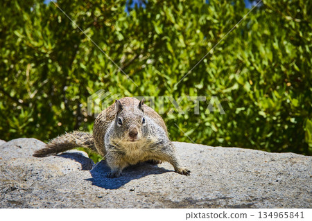 Curious Marmot on Granite Rock with Lush Green Forest Background Wildlife Nature 134965841