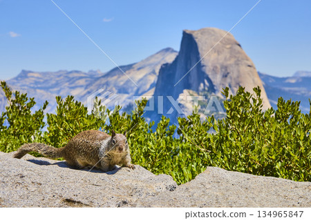 Marmot on Rock with Half Dome and Green Shrubs Yosemite National Park California Marmot on Rock with Half Dome and Green Shrubs Yosemite National Park California 134965847