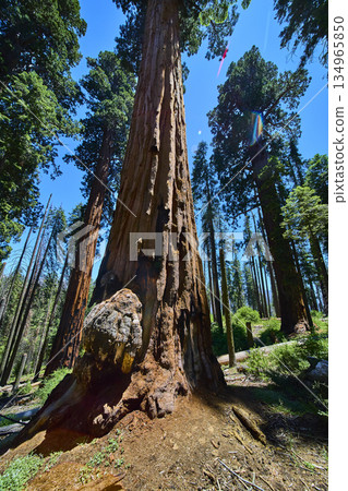 Giant Sequoia Tree with Large Burl and Sunlit Forest Canopy California Giant Sequoia Tree with Large Burl and Sunlit Forest Canopy California 134965850