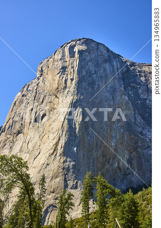 El Capitan Granite Cliff and Pine Forest Under Clear Blue Sky in Yosemite National Park El Capitan Granite Cliff and Pine Forest Under Clear Blue Sky in Yosemite National Park 134965883