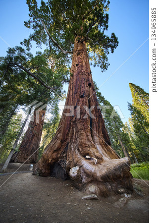 Giant Sequoia Trees Towering Forest Canopy and Sunlit Trail Perspective Giant Sequoia Trees Towering Forest Canopy and Sunlit Trail Perspective 134965885