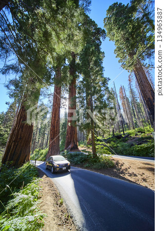 Sequoia National Park Four Guardians Sunburst Over Road and Car California Sequoia National Park Four Guardians Sunburst Over Road and Car California 134965887