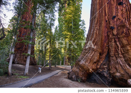 Majestic Giant Sequoia Trees and Winding Forest Trail in Sequoia National Forest Majestic Giant Sequoia Trees and Winding Forest Trail in Sequoia National Forest 134965899