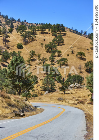 Winding Road and Golden Hills with Oak Trees in Rural Tehachapi California 134965900