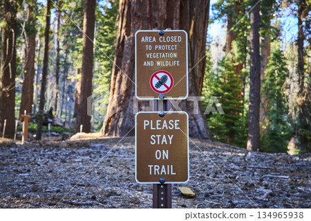Trail of 100 Giants Sign Sequoia Trees and Forest Floor in Sequoia National Forest 134965938