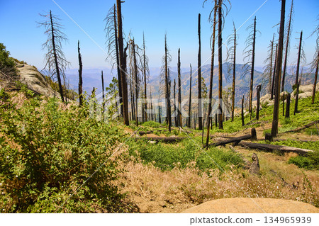 Sequoia National Park Forest Fire Aftermath with Burned Trees and Mountain Landscape Sequoia National Park Forest Fire Aftermath with Burned Trees and Mountain Landscape 134965939