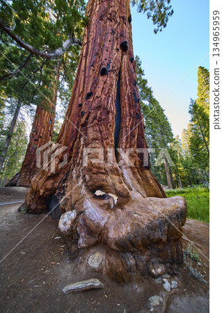 Giant Sequoia Tree Trunk Textured Bark and Forest Trail in Sunlight Giant Sequoia Tree Trunk Textured Bark and Forest Trail in Sunlight 134965959