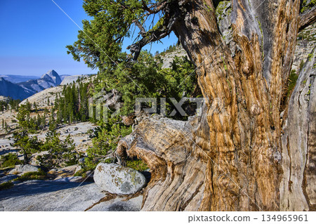 Ancient Tree Trunk and Half Dome View Yosemite National Park California Landscape Ancient Tree Trunk and Half Dome View Yosemite National Park California Landscape 134965961