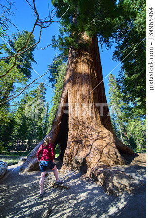 Giant Sequoia Tree Female Hiker and Sunlit Forest Trail California Giant Sequoia Tree Female Hiker and Sunlit Forest Trail California 134965964