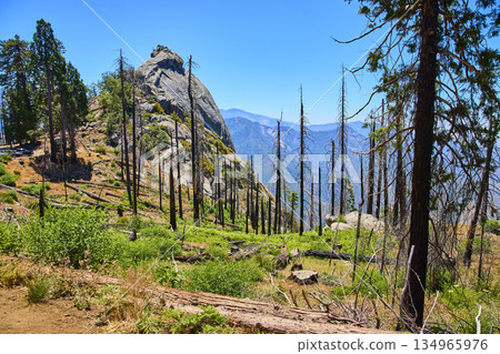 Moro Rock Granite Peak Burned Forest and Sierra Nevada Mountains California Moro Rock Granite Peak Burned Forest and Sierra Nevada Mountains California 134965976