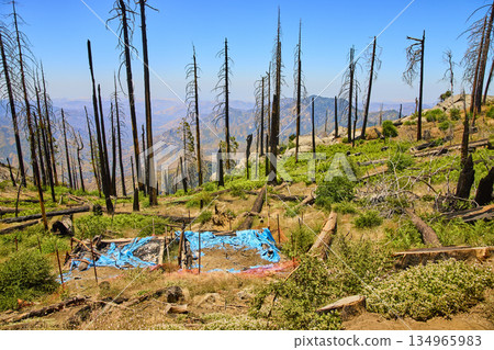Sequoia National Park Burned Forest Fire Aftermath and Regrowth California 134965983