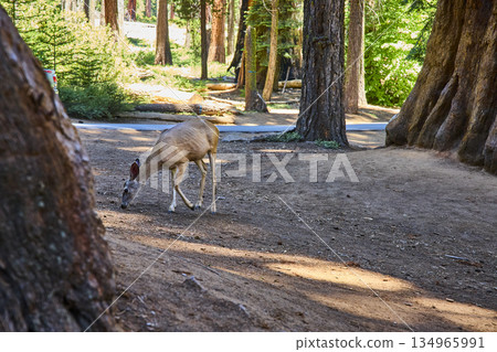 Deer Grazing Among Giant Sequoia Trees in Sunlit Forest Sequoia National Park California Deer Grazing Among Giant Sequoia Trees in Sunlit Forest Sequoia National Park California 134965991